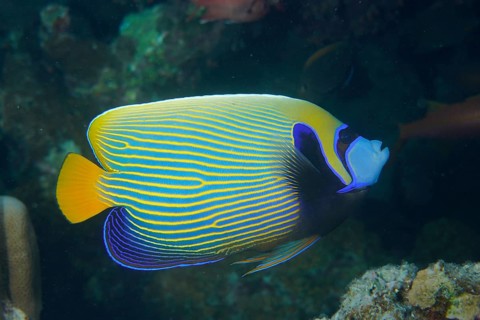 Emperor angelfish