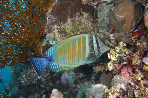 Desjardin's sailfin tang