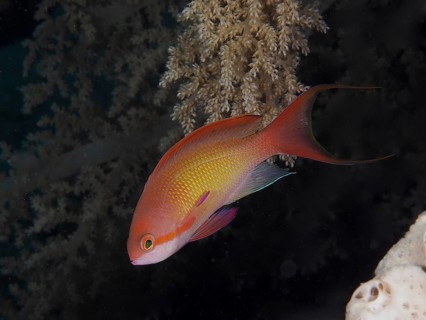 Sea goldie