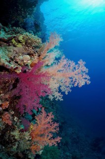 Klunzinger's tree coral