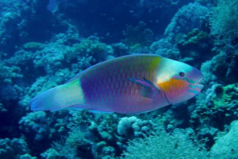 Bullethead parrotfish