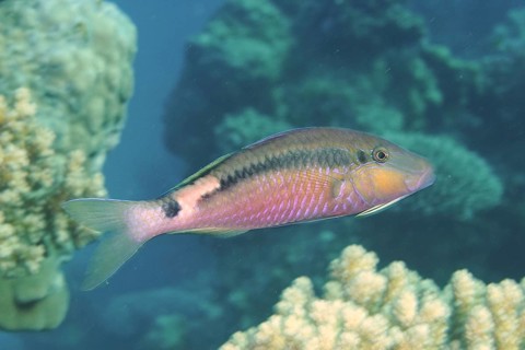Short-stripe mullet