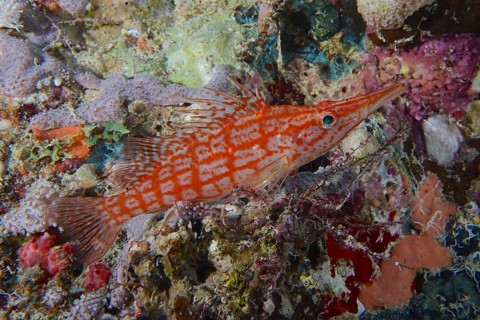 Longnose hawkfish