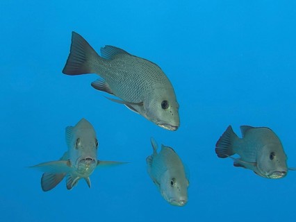 Mangrove red snapper