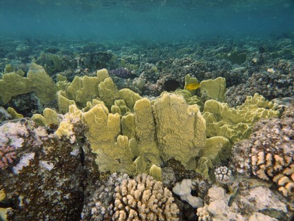 Blade firel coral