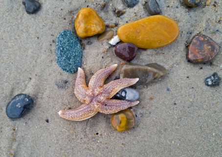 Common starfish