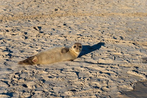 Seal on the beach