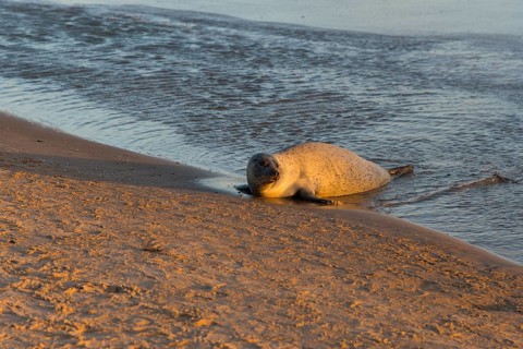 Seal on the beach