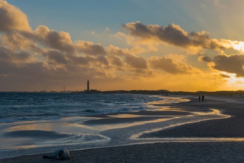 Baltic Sea beach with seal at sunset at the meeting of the North Sea and the Baltic Sea