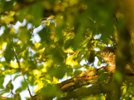 Little owl