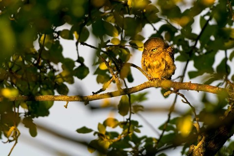 Little owl