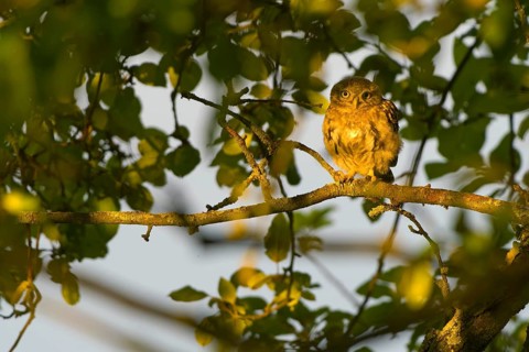 Little owl