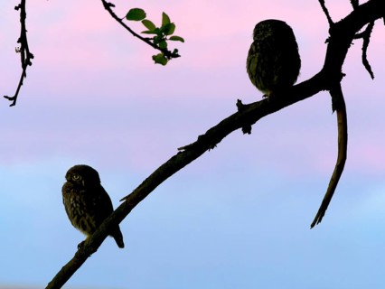 Little owl