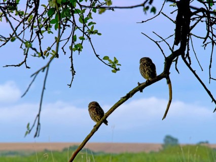 Little owl