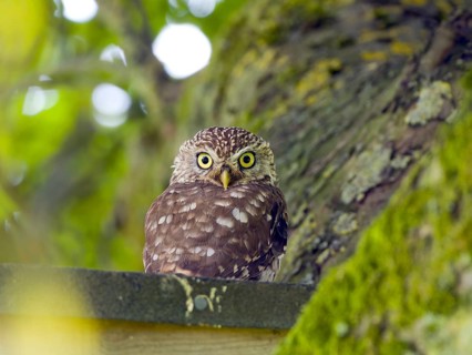 Little owl