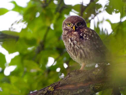 Little owl