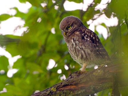 Little owl