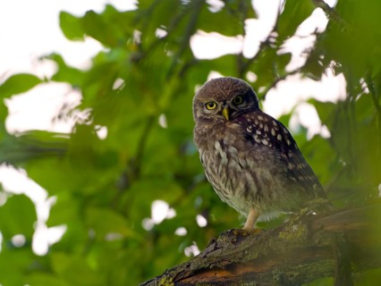 Little owl