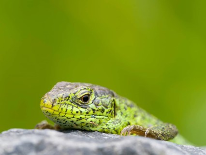 Sand lizard