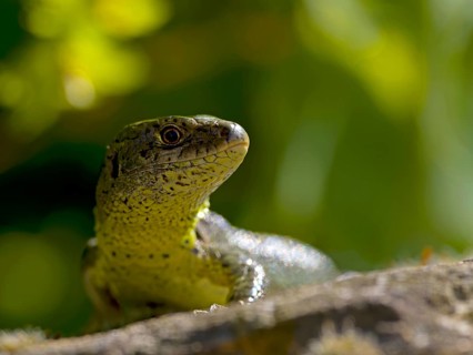 Sand lizard