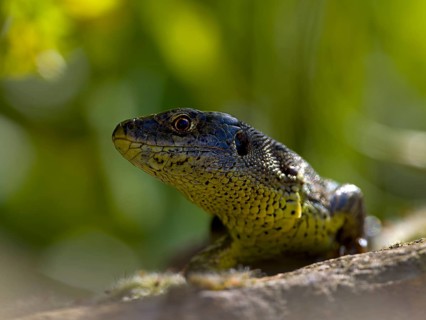 Sand lizard