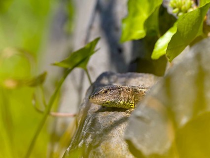 Sand lizard