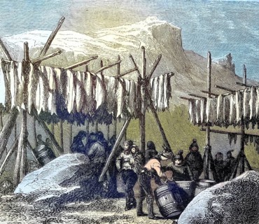 Drying the cod fish on Newfoundland country