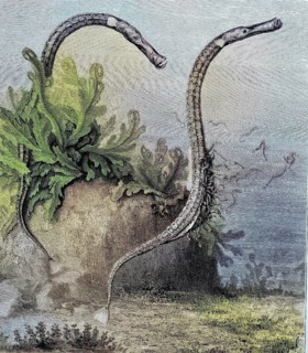 The alligator pipefish