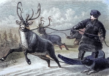 Sleigh ride with reindeer in Lapland