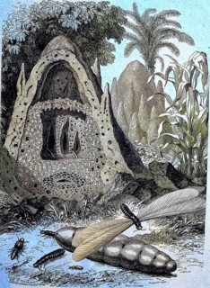 An ant hill