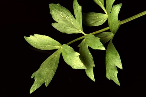 Lovage