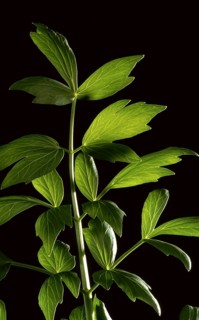 Lovage