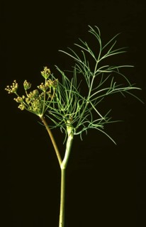 Dill
