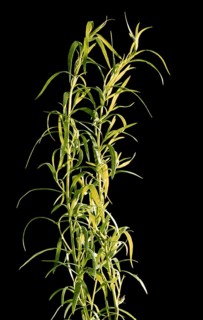 Tarragon