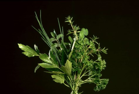 Herb bouquet