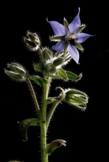 Borage