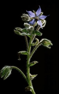 Borage