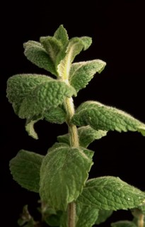 Apple mint