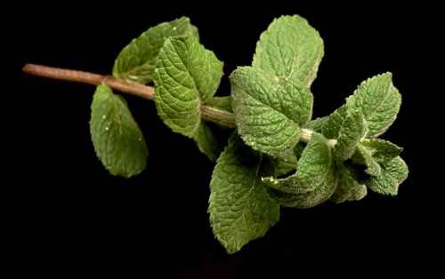 Apple mint