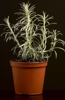 (Helichrysum) stoechas, curry herb, plant in a pot, spice, medicinal plant