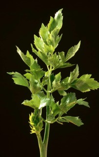 Lovage