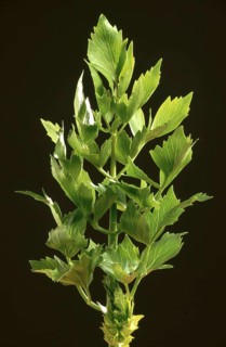 Lovage