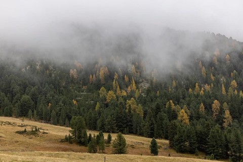 Fog and autumn colours