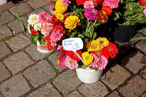 Colourful blooming zinnias with price tags in flower pots at a flower market