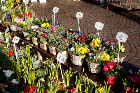 Colourful blooming flowers with price tags at a flower market