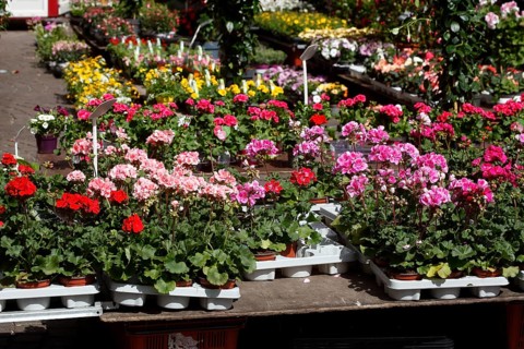 Colourful blooming flowers with price tags at a flower market