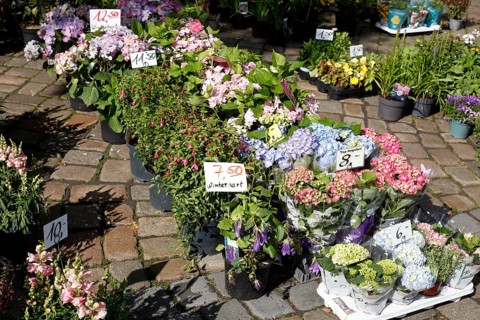 Colourful blooming flowers with price tags at a flower market