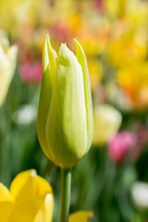 Outstanding colorful tulip flower bloom in the spring garden