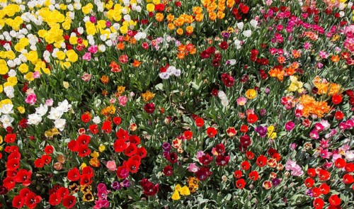 Blooming colorful tulip flowers in garden as floral background