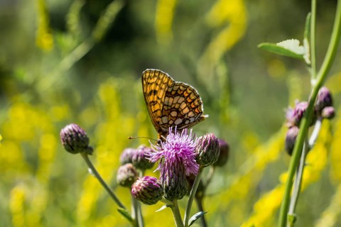 Butterfly feeding on a flower in nature